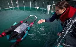 Operazione miracolo per salvare il pi&ugrave; piccolo cetaceo al mondo