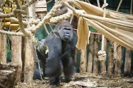 Per lo zoo di Kiev &egrave; una sfida tenere al caldo Tony