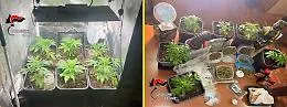 Catania, marijuana a km 0: la coltivava e la rivendeva, arrestata donna