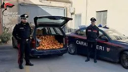 Reddito di cittadinanza integrato con il furto di arance: due arresti a Patern&ograve;