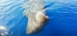 Capodogli alle Eolie nel documentario del Filicudi Wildlife