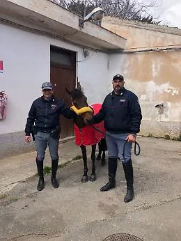 Palermo, corsa clandestina di cavalli in via Regione Siciliana interrotta dalla Polizia