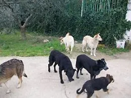Gara per i randagi a Sciacca va deserta: lotti scoperti e canili al collasso