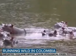 I "cocaina ippopotami" di Pablo Escobar sono un problema per la Colombia: ecco il piano