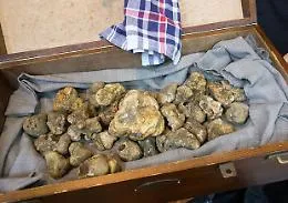 Il tartufo bianchetto nelle pinete di Gangi, la Sicilia che non ti aspetti