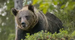 Jj4, l'orsa catturata &egrave; in buone condizioni di salute