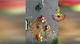 Nido di cigni "salvato" dalla piena del torrente