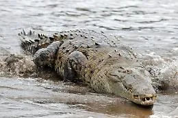 Da coccodrillo uova fecondate senza accoppiarsi con un maschio (come i dinosauri)