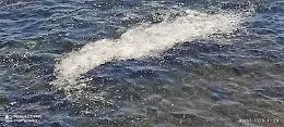 Inquinamento perenne nel mare di Aci Castello