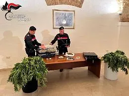 Coltivano droga e nascondono armi, due arresti a Borgo Nuovo