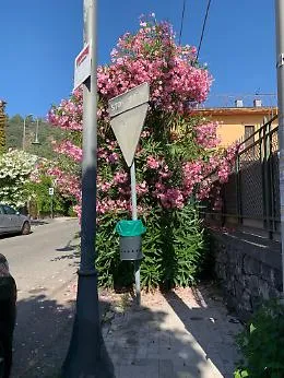 Santa Tecla: marciapiedi invasi da oleandri