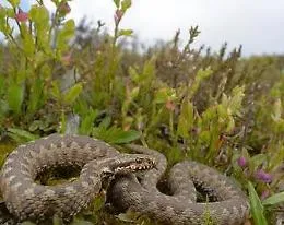 Caltanissetta, morso da una vipera curato in ospedale