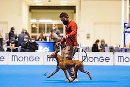 Il cirneco dell'Etna vince al World Dog Show 2023