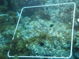Dalla parte del riccio di mare di Sicilia: al via il progetto per difenderlo