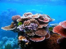 Pnrr, 400 milioni di interventi per gli ecosistemi marini