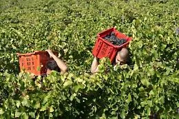 Chiusa la vendemmia in Sicilia, produzione in calo del 40% ma la qualit&agrave; &egrave; elevata