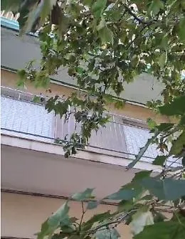 Catania: in via Androne gli alberi stanno entrando in casa...