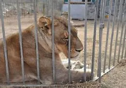 Ladispoli, leone scappa dal circo: paura in citt&agrave;