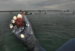 Perch&eacute; i ricci di mare in Sicilia sono a rischio estinzione: una ricerca "inchioda" i pescatori di frodo