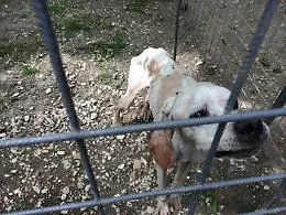 Zoomafia in Sicilia: cos&igrave; i clan sfruttano cani e cavalli (e non solo)