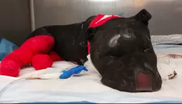 Palermo: il pitbull Aron &egrave; morto, bruciato vivo dal padrone. Denunciato ma gi&agrave; libero