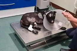 Aron: indagato l'uomo che ha dato fuoco uccidendolo al suo cane in piazza a Palermo, animalisti sul piede di guerra sui ritardi nei soccorsi