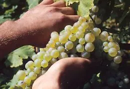 I produttori di vino dell'Etna: &laquo;Non chiudete la stazione carabinieri a Passopisciaro&raquo;