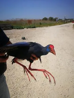 Sulla spiaggia della Plaia un pollo sultano: &egrave; una specie in via di estinzione