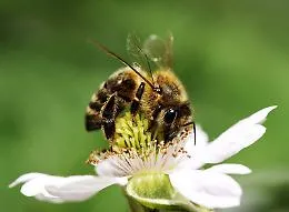Mieli di Sicilia, quando la biodiversit&agrave; si mette "in mostra" anche in cucina