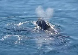 Sorpresa: la balenottera azzurra non rischia (quasi) pi&ugrave; l'estinzione