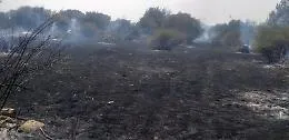Inferno di fuoco nell&rsquo;Agrigentino: distrutti 600 ulivi, cenere e 10mila euro di danni