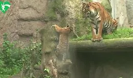 Bioparco Roma, la tigrotta Kala compie sei mesi&nbsp;