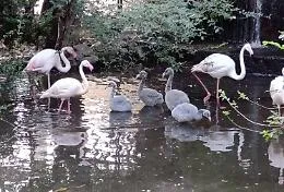 Cinque pulcini di fenicottero rosa sono nati nei Giardini di Palazzo d'Orl&egrave;ans