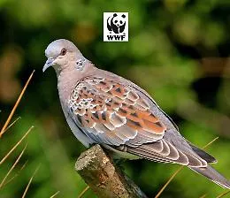 Apertura anticipata della caccia in Sicilia, il Wwf: &laquo;Danno ambientale gravissimo&raquo;