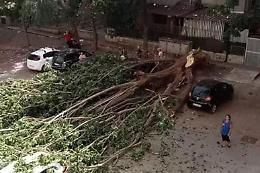 Maxi piano per il verde, Lagalla mette in campo 12 milioni di euro