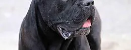 Strage di cani e gatti in via Pitr&egrave;, allarme del consigliere Abbate