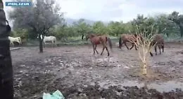 Cavalli malnutriti e tenuti tra fango e liquami, uomo denunciato per maltrattamenti