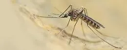Torna l'allarme West Nile in Italia, muore una donna di 72 anni nel Napoletano