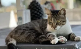 Oasi felina di Trapani isolata, stop a entrate e uscite per tre settimane a causa di una malattia contagiosa