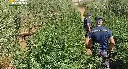 Sequestrata piantagione di 1.600 piante: arrestato un uomo per produzione di stupefacenti 