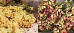 L'autunno da gustare in Sicilia tra pistacchi, castagne, vini dolci e olive: l'eccellenza di raccolte, sagre e put&igrave;e