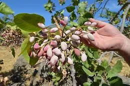 Sagra del Pistacchio di Bronte 2026, torna la festa dell&rsquo;&ldquo;oro verde&rdquo;