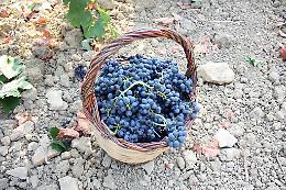 V Festa del Mosto a Rosolini: sapori e tradizioni della vendemmia in piazza Garibaldi
