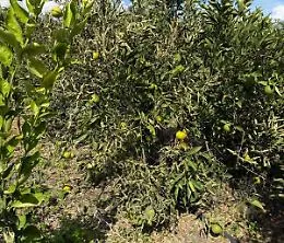 Burrasche e freddo azzerano gli agrumeti della piana di Catania: appello urgente alla Regione Siciliana