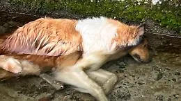 Vittoria, tre cani trovati morti in contrada Boscorotondo