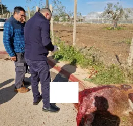 Acate, &egrave; accusato di avere causato la morte di un pony: 35enne ammesso al rito abbreviato
