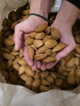 Gusto raro e tradizione: la sagra della mandorla pizzuta a Montemaggiore Belsito