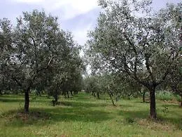 Rubati 800 litri di olio all'Oleificio Vitale di Balestrate: bottino da 10mila euro diretto in Germania