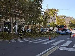 Catania, cade un albero in corso Italia per il forte vento: nessun ferito