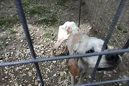 Lasciati tra sporcizia e degrado, cinque cani salvati a Misterbianco 